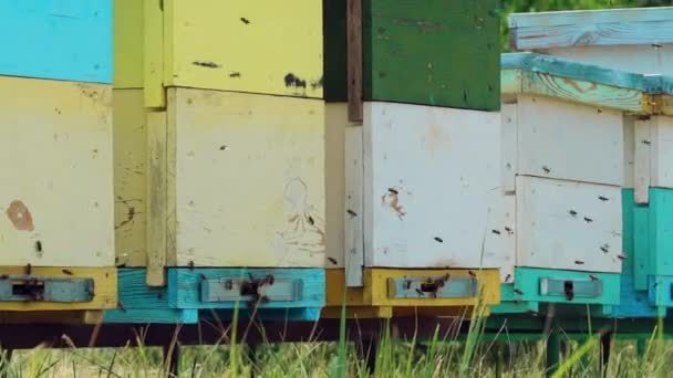蜂窝入口有很多蜜蜂 蜜蜂从采集蜂蜜返回蜂窝 — 图库视频影像
