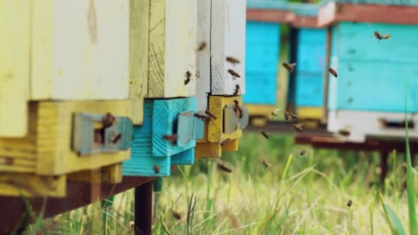 Στενή Άποψη Των Εργαζόμενων Μελισσών Καταπληκτική Και Ξέφρενη Δραστηριότητα Σμήνος — Αρχείο Βίντεο