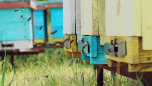 Arı Kovanının Yakınında Arı Sürüsü Arı Kovanlarının Etrafında Uçuşan Bal — Stok video