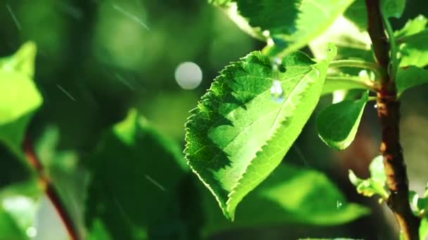 Arrosage de produits agricoles frais biologiques. gouttes d'eau tombant sur les feuilles germent dans le jardin 