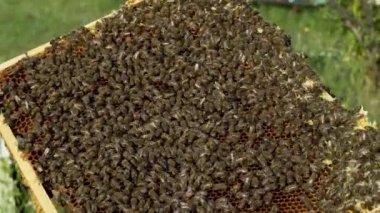 Bal peteği üzerinde çalışan arı. Arı kovanındaki bal peteğinin üzerindeki arıları kapat
