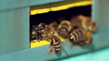 Tahta arı kovanı ve arılar. Arı kovanının girişindeki arı sürüsünü kapat