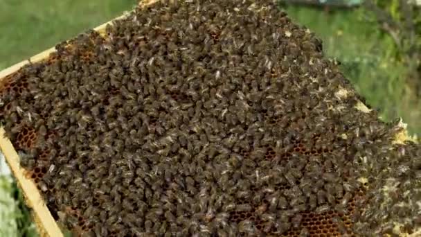Pracuje Nad Plastrem Miodu Zbliżenie Pszczół Plastrze Miodu Pasiece — Wideo stockowe