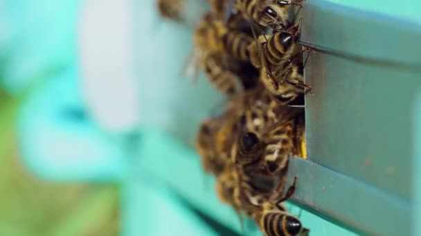 Včely Pracují Vchodu Úlu Blízký Záběr Včel Vyplíží Včelího Vchodu — Stock video