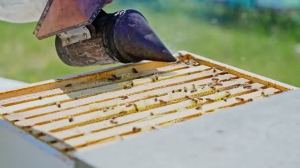 养蜂人的工作收集蜂蜜 蜂房管理员拿着蜂窝的近景 — 图库视频影像