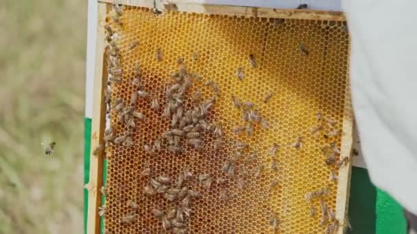 养蜂人采蜜蜂窝上的蜜蜂 蜂蜜片 花蜜进入细胞 — 图库视频影像