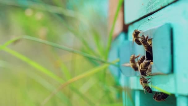 Selektiver Fokus Auf Den Eingang Zum Bienenstock Bienen Kehren Nach — Stockvideo