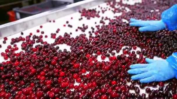 工人控制着樱桃的质量 分拣和加工机械中的樱桃 — 图库视频影像