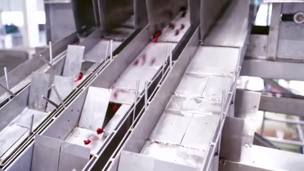 Fabrikada Böğürtlen Ayıklama Özel Makinelerle Böğürtlen Ayıklama Işlemi — Stok video