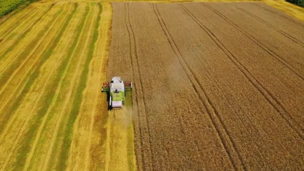 収穫小麦畑を組み合わせる コムギ畑での作業の結合物の空中像 — ストック動画