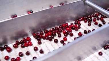 Böğürtlen üretim hattı. Böğürtlenlerin endüstriyel işlenişine yakından bak