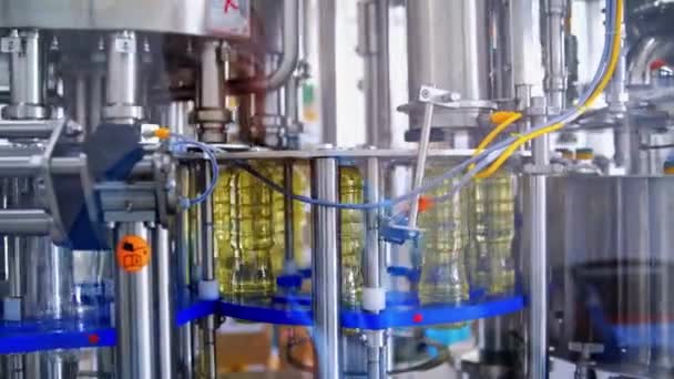 Impianto Produzione Olio Girasole Bottiglie Riempite Con Olio Girasole Attraverso — Video Stock