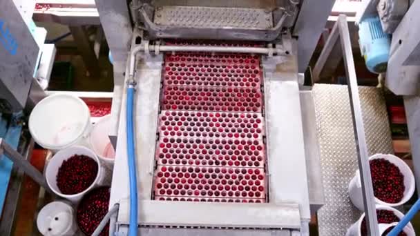 Moderní Dopravník Továrně Bobule Close View Berries Factory Production Equipment — Stock video