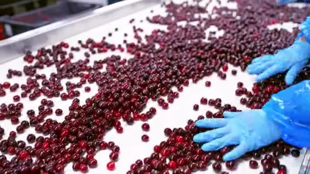 工厂里的浆果选择 工人的密切合作控制了浆果的质量 — 图库视频影像