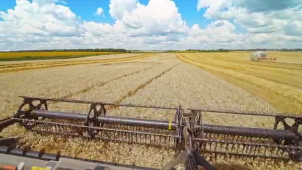 Сборщики Урожая Работают Поле Комбайн Действии Пшеничном Поле — стоковое видео