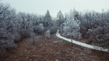 Yollu karlı orman. Karlı kış ormanı ve yol için hava aracı görüntüsü
