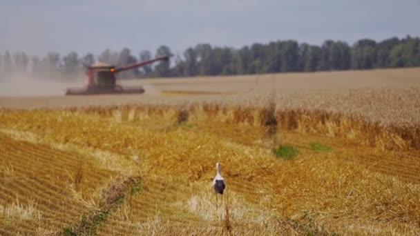 Modern Menggabungkan Pemanen Dalam Tindakan Menggabungkan Panen Ladang Gandum Emas — Stok Video