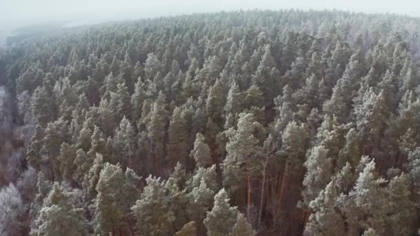 Paisagem Florestal Temporada Inverno Vista Aérea Cima Floresta Inverno Coberta — Vídeo de Stock