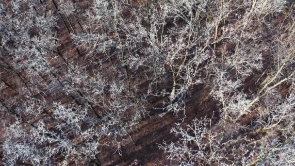 Kış Mevsiminde Yüksek Ağaçlar Ormanın Üzerinde Beyaz Ağaçlarla Uçmak Üst — Stok video