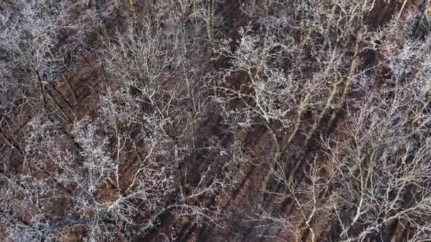 Aerial View Winter Forest Beautiful View Trees Leaves Covered Snow — Stock Video