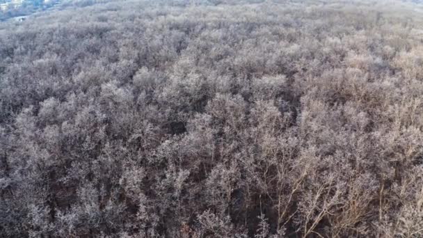 Vista Superior Floresta Temporada Inverno Vista Cima Árvores Cobertas Neve — Vídeo de Stock