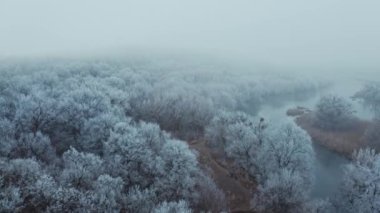 Nehir kenarında güzel bir orman manzarası. Beyaz karla kaplı güzel ağaçlar. Kışın ormanda akan uzun bir nehir. Drone görünümü.