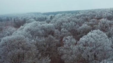 Kışın çok güzel bir orman. Karla kaplı ağaçların tepesinde yavaş bir uçuş. Hava görünümü.