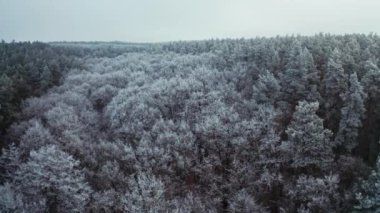 Kışın sık ormanın panoramik manzarası. Karlı beyaz ağaçlarla doğanın fantastik manzarası. Karla kaplı ağaçların üst manzarası. Hava görünümü.