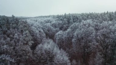 Buzlu ağaçların üzerinden uçmak. Ormanın kış manzarası. Beyaz ağaçların güzel hava manzarası.
