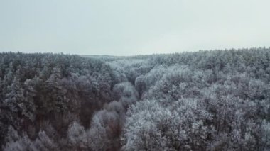 Kışın karlı orman. Beyaz karla kaplı güzel ağaçların üst manzarası. Hareket kamerası geri ve yükseliyor. Hava görünümü.