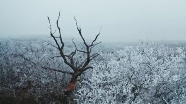 Kışın beyaz ağaçların arasında kuru kahverengi ağaç. Ormandaki karlı ağaçların güzel manzarası. Kış zamanı.