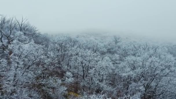 Volando Sobre Árboles Nevados Hermoso Bosque Temporada Invierno Impresionante Paisaje — Vídeos de Stock