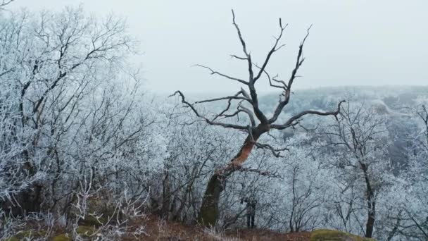 Bergbos Winter Bomen Bedekt Met Vorst Natuur Ongebruikelijke Droge Boom — Stockvideo