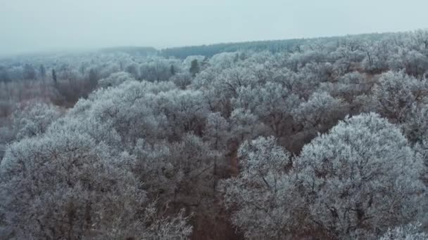 Hermoso Bosque Invierno Vuelo Lento Sobre Las Copas Los Árboles — Vídeos de Stock