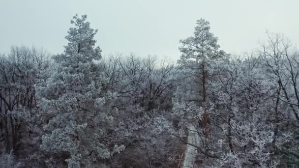 Volando Entre Árboles Nevados Invierno Hermoso Paisaje Bosque Cubierto Nieve — Vídeos de Stock