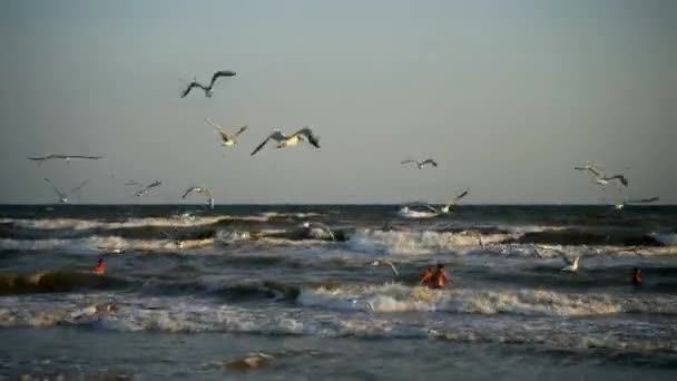 Hermosas Gaviotas Volando Cerca Playa Gente Nadando Mar Olas Mar — Vídeos de Stock