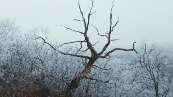 冬の木たち 白い雪の茂みと木の間の古い茶色の木 冬の風景 — ストック動画