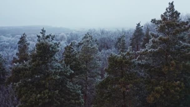 Vuelo Sobre Bosque Abetos Invierno Increíble Vista Los Árboles Cubiertos — Vídeos de Stock