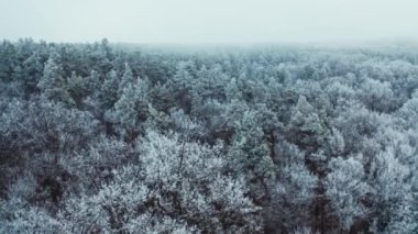 Kış ormanında sakin bir atmosfer. Beyaz karla kaplı çam ağaçlarının nefes kesici manzarası. Hava görüntüsü. Hareket kamerası ileri.