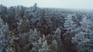 Kışın güzel çam ağaçlarının üzerinde uçmak. Muhteşem bir orman manzarası. Ağaçlar beyaz karla kaplı. Hava görünümü.