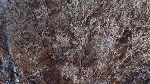 Flying Trees Leaves Naked Branches Trees Covered Frost Forest Top — Stock Video