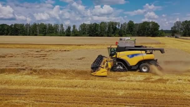 Grain Harvesting Combine Sunny Day Yellow Field Grain Agricultural Technique — Stock Video
