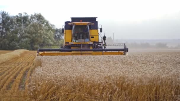 Moissonneuse Batteuse Moderne Action Matériel Récolte Des Grains Sur Terrain — Video