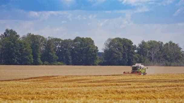 Récolte Des Grains Combine Par Une Journée Ensoleillée Champ Jaune — Video