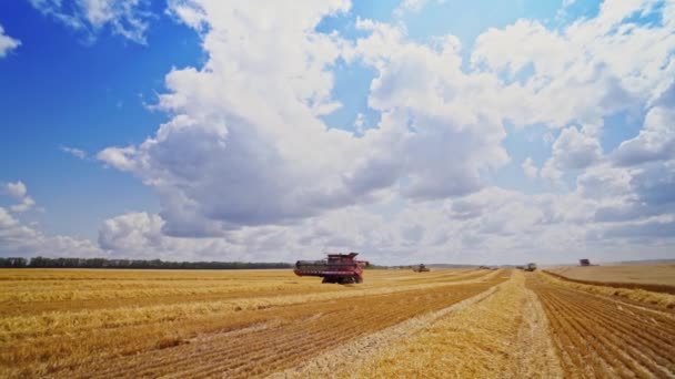 Récolte Blé Saison Récolte Est Processus Récolte Cultures Mûres Dans — Video