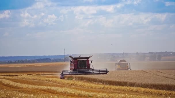 联合收割机收割小麦 收割机在田里干活时收割小麦 — 图库视频影像