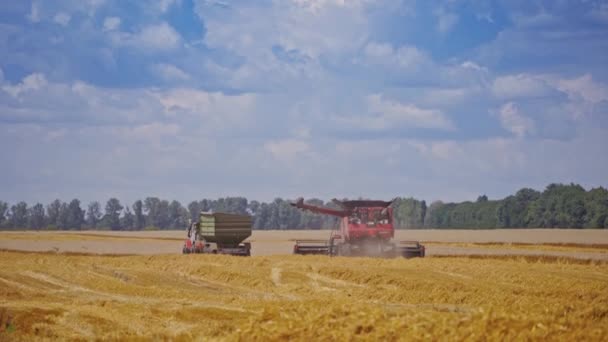 Gabungan Pemanen Memanen Ladang Gandum Pertanian Melawan Langit Biru Musim — Stok Video