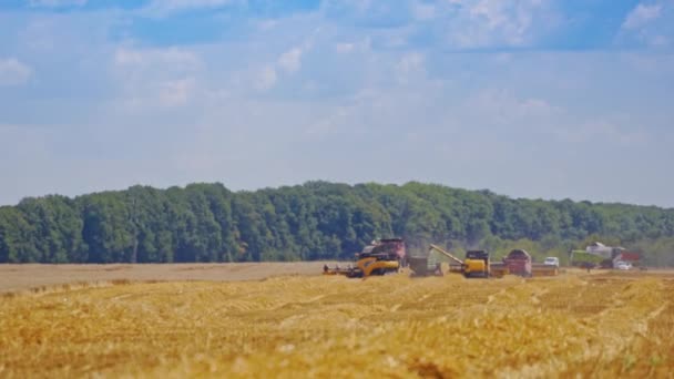Machines Agricoles Pour Récolte Des Céréales Action Saison Récolte — Video
