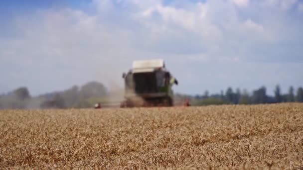 Поєднуйте Комбайн Дії Полі Збиральний Комбайн Збиральна Машина Збирання Пшеничного — стокове відео