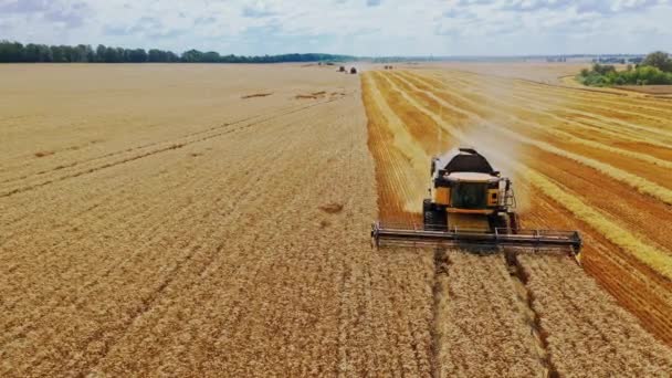 小麦畑でハーベスターを組み合わせる 畑から熟した作物を集めるプロセス エアリアルビュー — ストック動画